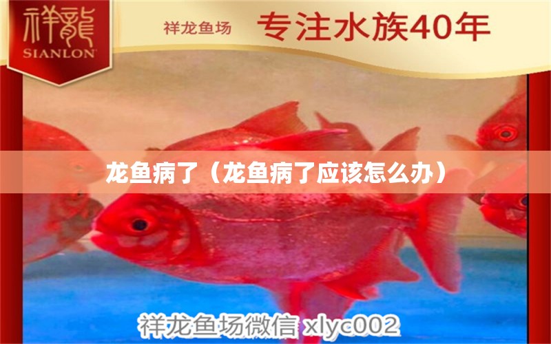 龍魚病了（龍魚病了應(yīng)該怎么辦）