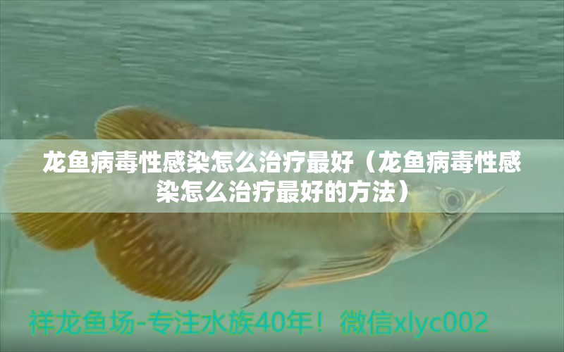 龍魚病毒性感染怎么治療最好（龍魚病毒性感染怎么治療最好的方法）