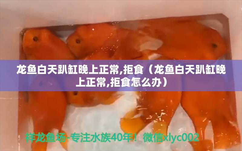 龍魚白天趴缸晚上正常,拒食（龍魚白天趴缸晚上正常,拒食怎么辦）