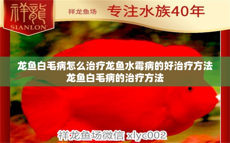 龍魚白毛病怎么治療龍魚水霉病的好治療方法龍魚白毛病的治療方法 養(yǎng)魚知識