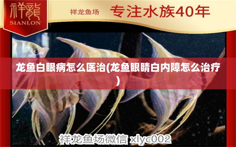 龍魚白眼病怎么醫(yī)治(龍魚眼睛白內(nèi)障怎么治療)