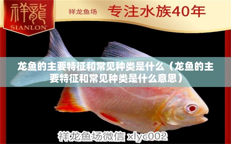 龍魚(yú)的主要特征和常見(jiàn)種類(lèi)是什么（龍魚(yú)的主要特征和常見(jiàn)種類(lèi)是什么意思）