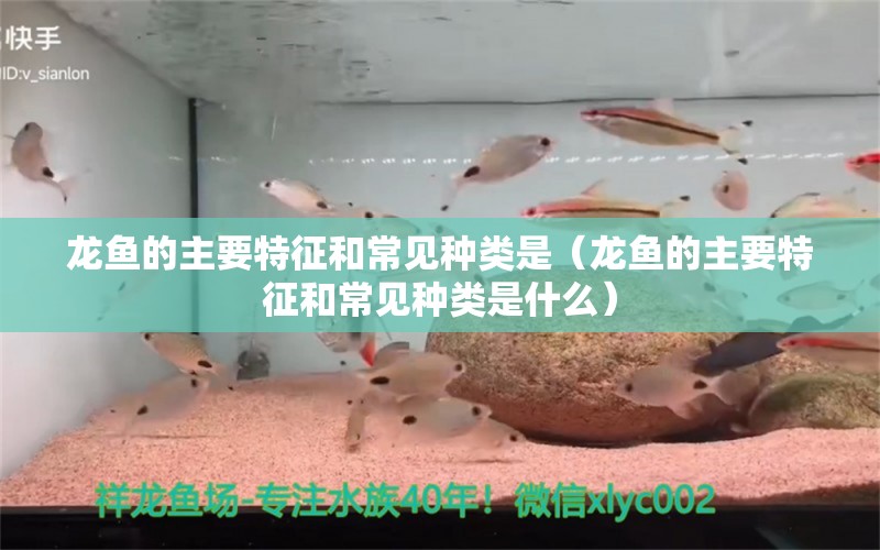 龍魚的主要特征和常見種類是（龍魚的主要特征和常見種類是什么）