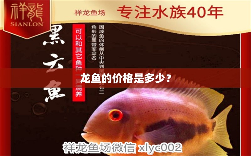 龍魚的價(jià)格是多少？ 觀賞魚批發(fā)