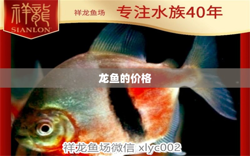 龍魚的價格