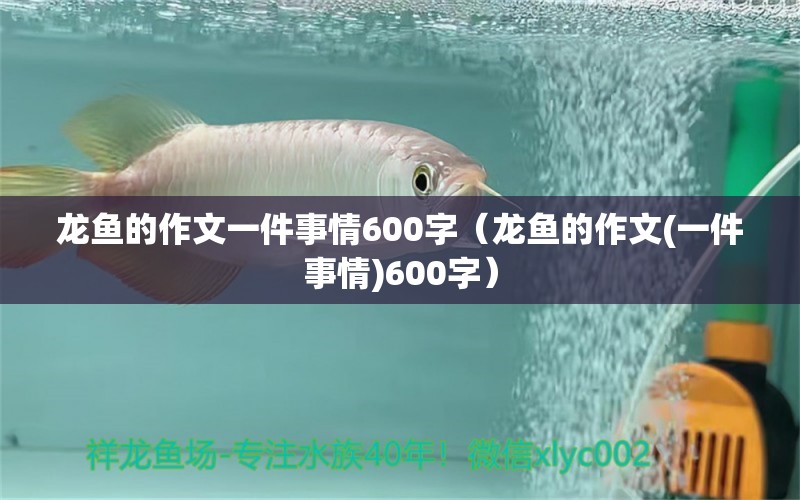 龍魚(yú)的作文一件事情600字（龍魚(yú)的作文(一件事情)600字） 廣州龍魚(yú)批發(fā)市場(chǎng)