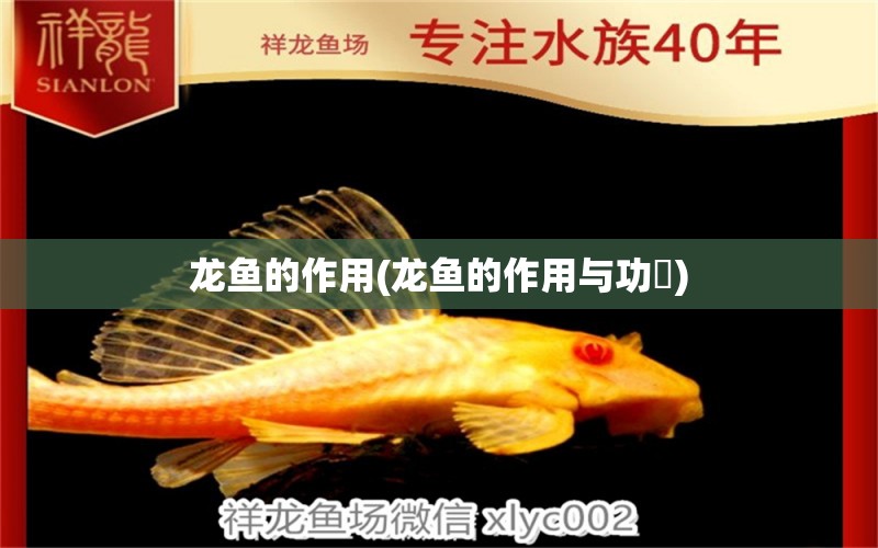 龍魚(yú)的作用(龍魚(yú)的作用與功効) 帝王血鉆魚(yú)