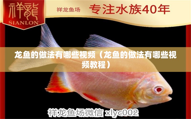 龍魚(yú)的做法有哪些視頻（龍魚(yú)的做法有哪些視頻教程）