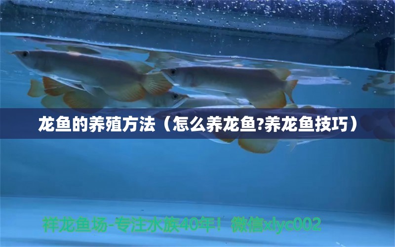 龍魚的養(yǎng)殖方法（怎么養(yǎng)龍魚?養(yǎng)龍魚技巧） 麥肯斯銀版魚 第1張