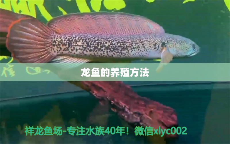 龍魚的養(yǎng)殖方法