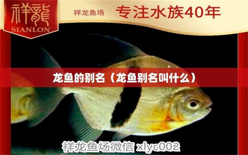 龍魚的別名（龍魚別名叫什么）