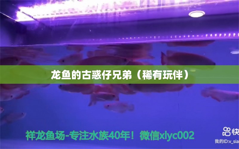 龍魚(yú)的古惑仔兄弟（稀有玩伴） 觀賞魚(yú)論壇 第2張