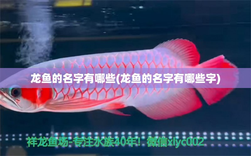 龍魚的名字有哪些(龍魚的名字有哪些字) 羅漢魚 第1張