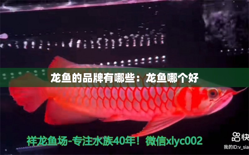 龍魚的品牌有哪些：龍魚哪個(gè)好 廣州龍魚批發(fā)市場(chǎng)