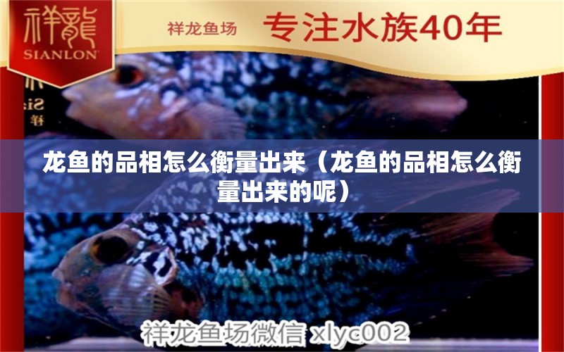 龍魚(yú)的品相怎么衡量出來(lái)（龍魚(yú)的品相怎么衡量出來(lái)的呢）