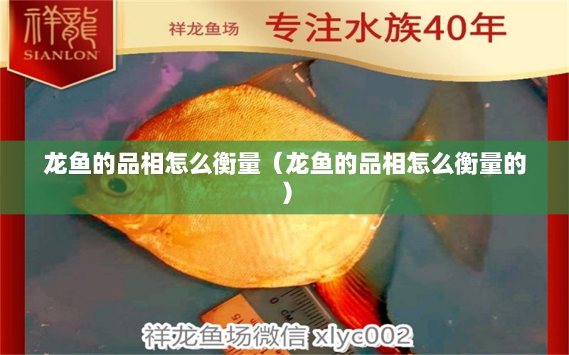 龍魚的品相怎么衡量（龍魚的品相怎么衡量的）