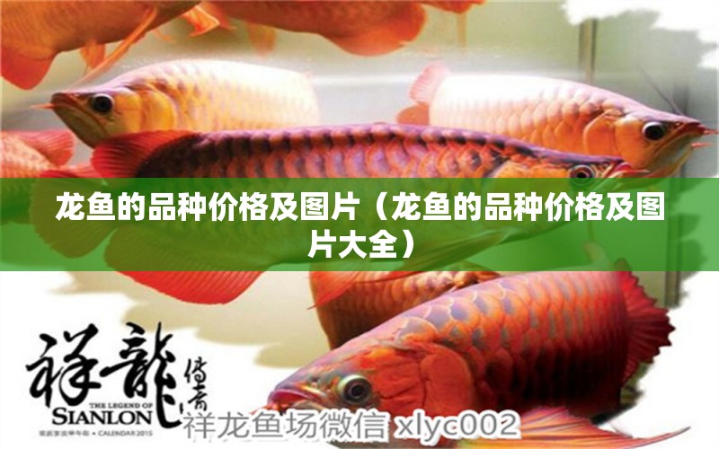 龍魚的品種價(jià)格及圖片（龍魚的品種價(jià)格及圖片大全）