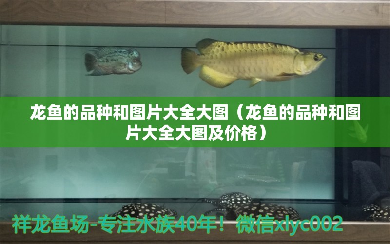 龍魚的品種和圖片大全大圖（龍魚的品種和圖片大全大圖及價(jià)格）