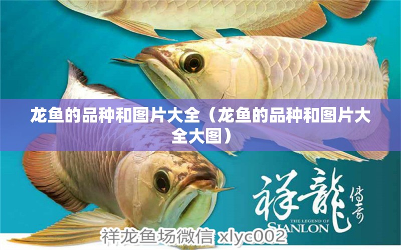 龍魚的品種和圖片大全（龍魚的品種和圖片大全大圖） 龍魚疾病與治療