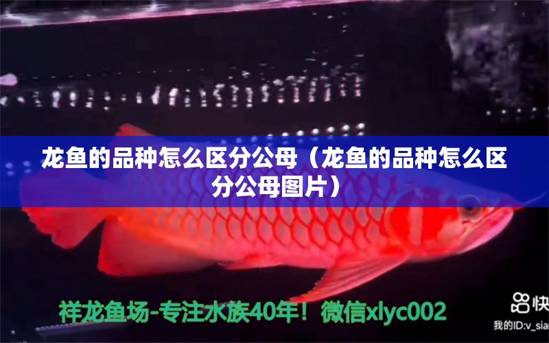 龍魚的品種怎么區(qū)分公母（龍魚的品種怎么區(qū)分公母圖片） 龍魚疾病與治療