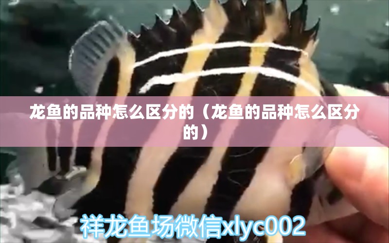 龍魚的品種怎么區(qū)分的（龍魚的品種怎么區(qū)分的） 龍魚疾病與治療