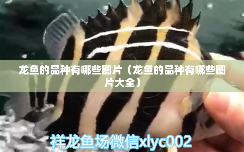 龍魚的品種有哪些圖片（龍魚的品種有哪些圖片大全） 龍魚疾病與治療