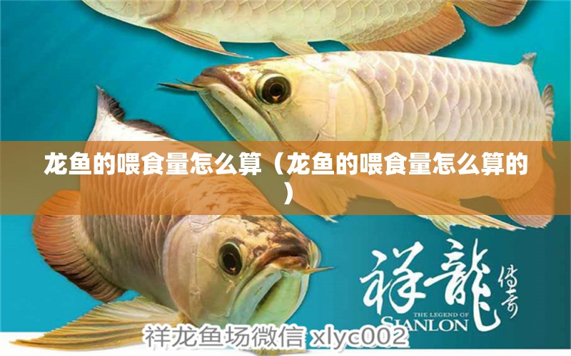 龍魚的喂食量怎么算（龍魚的喂食量怎么算的） 龍魚疾病與治療