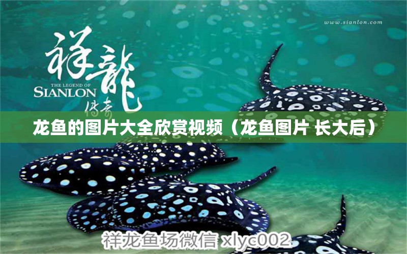 龍魚的圖片大全欣賞視頻（龍魚圖片 長大后） 水族燈（魚缸燈）