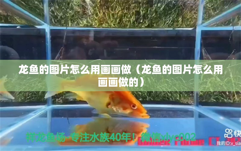 龍魚的圖片怎么用畫畫做（龍魚的圖片怎么用畫畫做的） 祥龍水族醫(yī)院