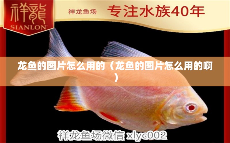 龍魚的圖片怎么用的（龍魚的圖片怎么用的?。? title=