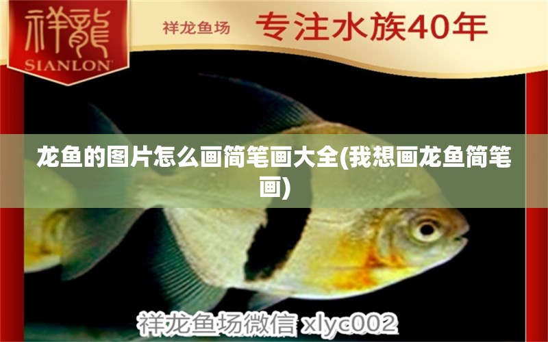 龍魚的圖片怎么畫簡筆畫大全(我想畫龍魚簡筆畫) 成吉思汗鯊（球鯊）魚 第1張