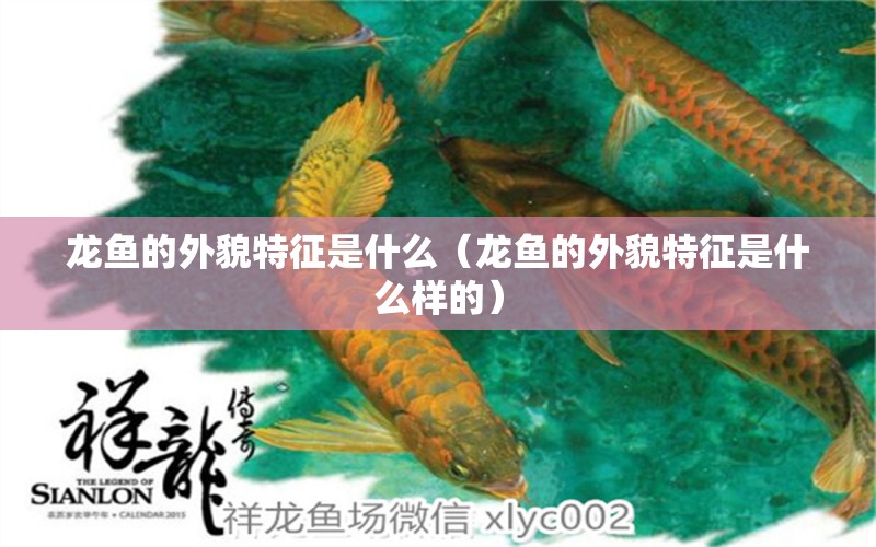 龍魚的外貌特征是什么（龍魚的外貌特征是什么樣的）