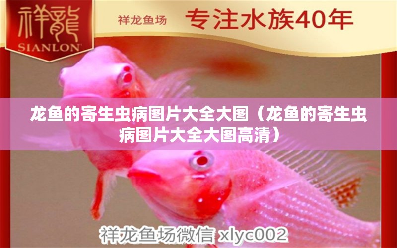 龍魚的寄生蟲病圖片大全大圖（龍魚的寄生蟲病圖片大全大圖高清） 龍魚疾病與治療