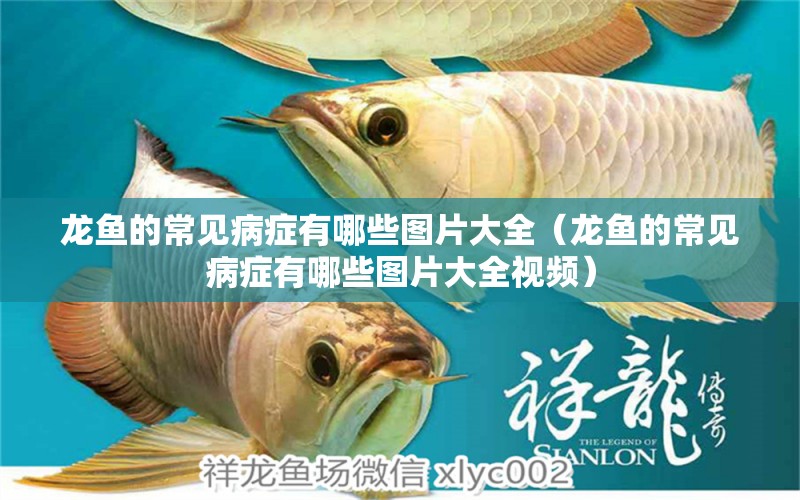 龍魚的常見病癥有哪些圖片大全（龍魚的常見病癥有哪些圖片大全視頻） 龍魚疾病與治療