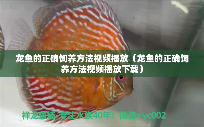 龍魚的正確飼養(yǎng)方法視頻播放（龍魚的正確飼養(yǎng)方法視頻播放下載）