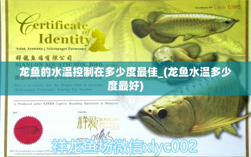 龍魚的水溫控制在多少度最佳_(龍魚水溫多少度最好) 黑帝王魟魚