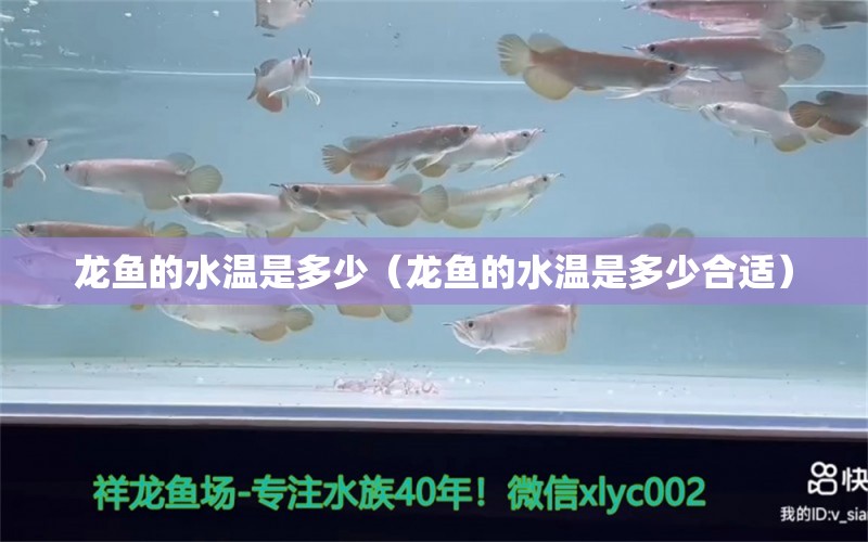 龍魚的水溫是多少（龍魚的水溫是多少合適） 廣州龍魚批發(fā)市場