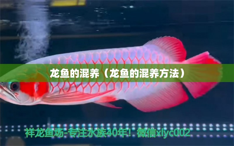 龍魚的混養(yǎng)（龍魚的混養(yǎng)方法） 廣州龍魚批發(fā)市場