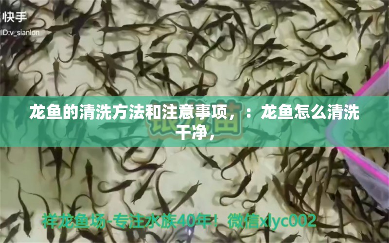 龍魚的清洗方法和注意事項(xiàng)，：龍魚怎么清洗干凈， 龍魚百科 第2張