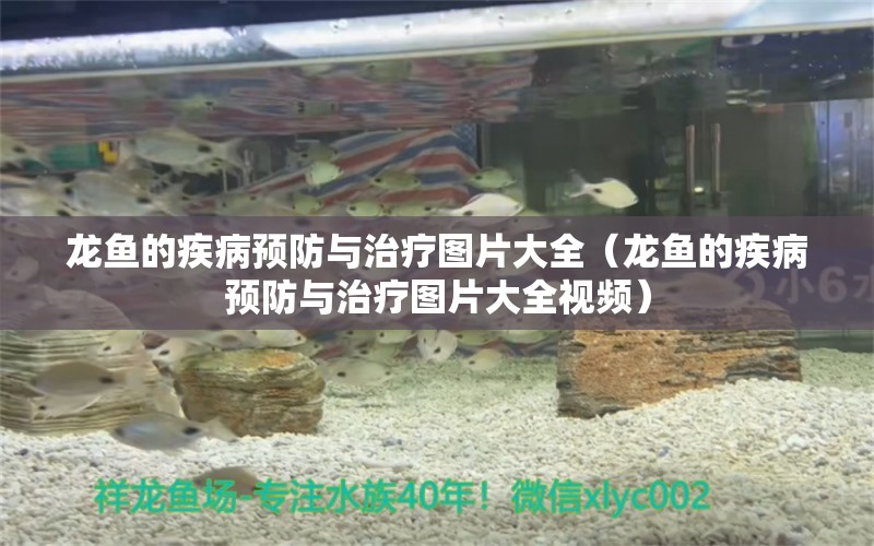 龍魚(yú)的疾病預(yù)防與治療圖片大全（龍魚(yú)的疾病預(yù)防與治療圖片大全視頻）