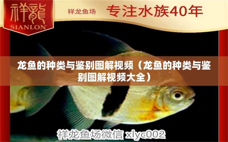 龍魚的種類與鑒別圖解視頻（龍魚的種類與鑒別圖解視頻大全）