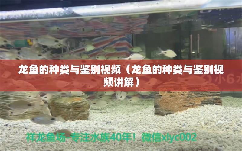 龍魚的種類與鑒別視頻（龍魚的種類與鑒別視頻講解）