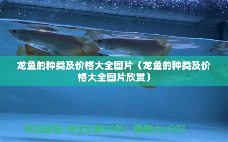 龍魚(yú)的種類及價(jià)格大全圖片（龍魚(yú)的種類及價(jià)格大全圖片欣賞） 龍魚(yú)疾病與治療