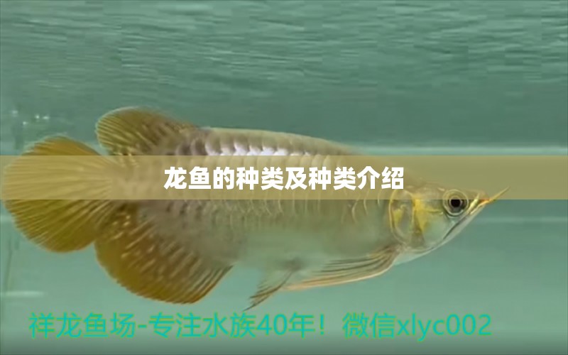 龍魚的種類及種類介紹 觀賞魚飼料