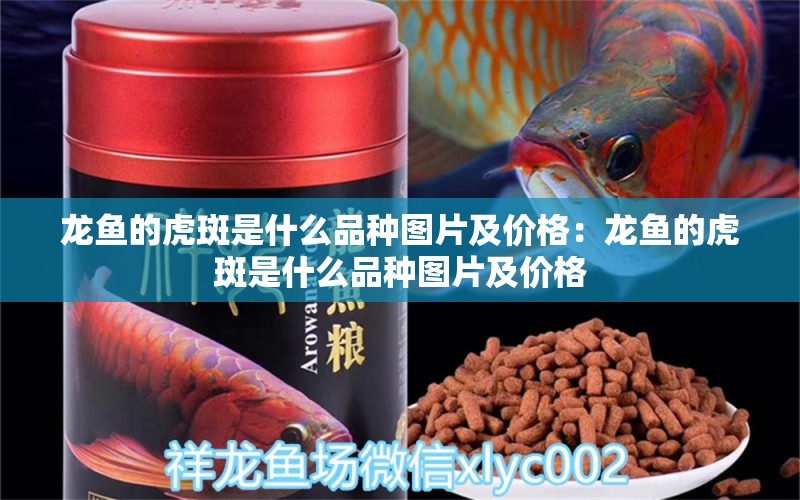 龍魚的虎斑是什么品種圖片及價格：龍魚的虎斑是什么品種圖片及價格