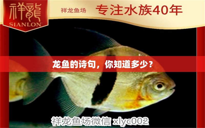 龍魚的詩句，你知道多少？ 白子紅龍魚