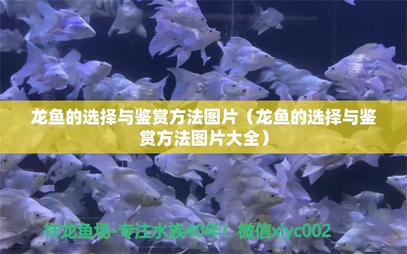 龍魚的選擇與鑒賞方法圖片（龍魚的選擇與鑒賞方法圖片大全） 龍魚疾病與治療