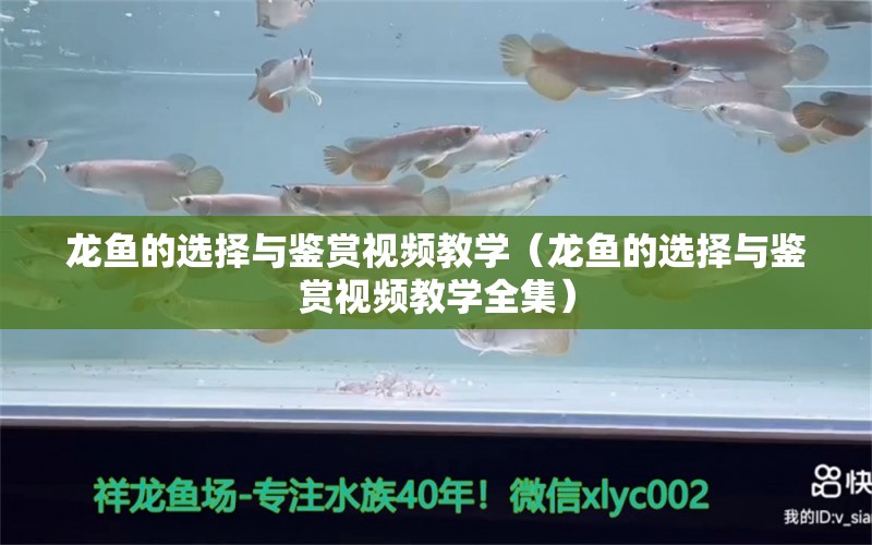 龍魚的選擇與鑒賞視頻教學(xué)（龍魚的選擇與鑒賞視頻教學(xué)全集） 龍魚疾病與治療