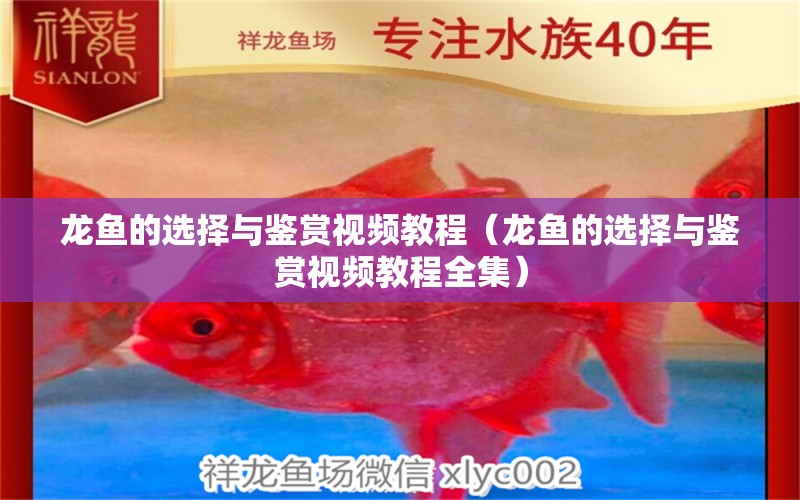 龍魚(yú)的選擇與鑒賞視頻教程（龍魚(yú)的選擇與鑒賞視頻教程全集）