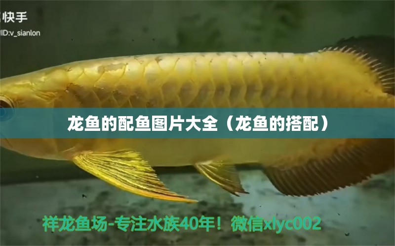 龍魚(yú)的配魚(yú)圖片大全（龍魚(yú)的搭配）